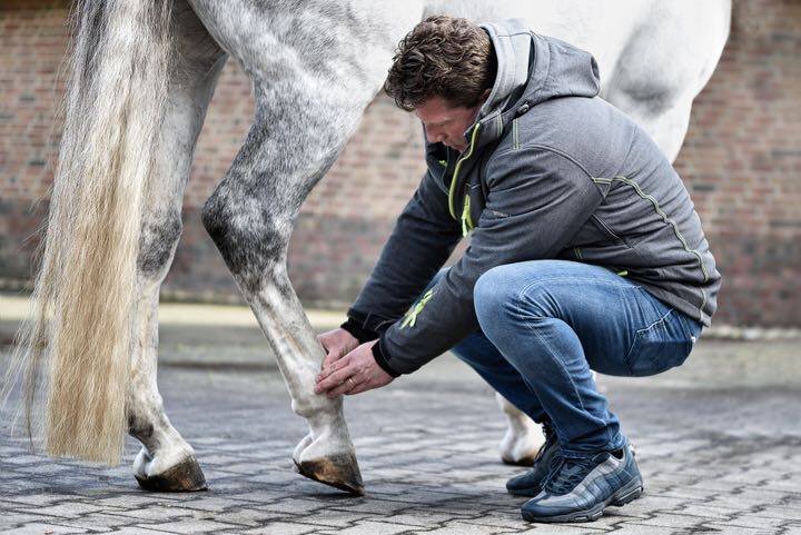Changing equine tendon management and rehabilitation