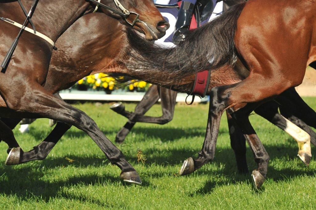 Study reveals new technology to significantly reduce wastage in racehorses