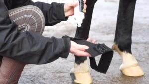Magical Microcurrent – How Can It Help Your Horse?