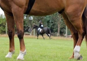 Lameness Assessment Part II: The Lameness Scale