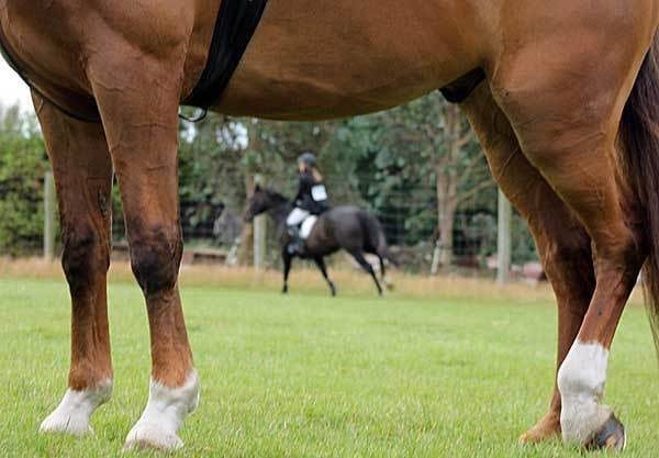 Lameness Assessment Part II: The Lameness Scale