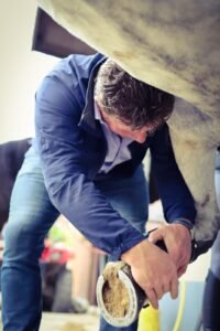 Lameness Part IV: The Vet