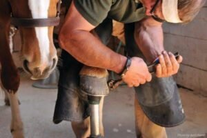 Lameness Part III: How Your Farrier Can Help