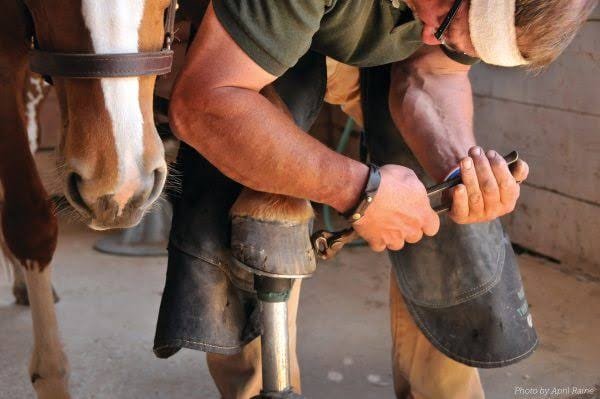 Lameness Part III: How Your Farrier Can Help