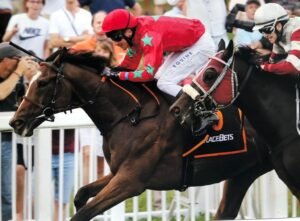 Equine Tendon