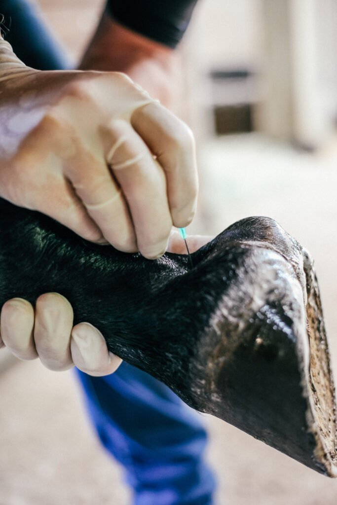 Stem Cells or PRP for Equine Tendon and Ligament Injuries?