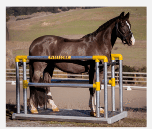 Vitafloor and Equine Tendon Announce Strategic Partnership to Revolutionize Equine Rehabilitation