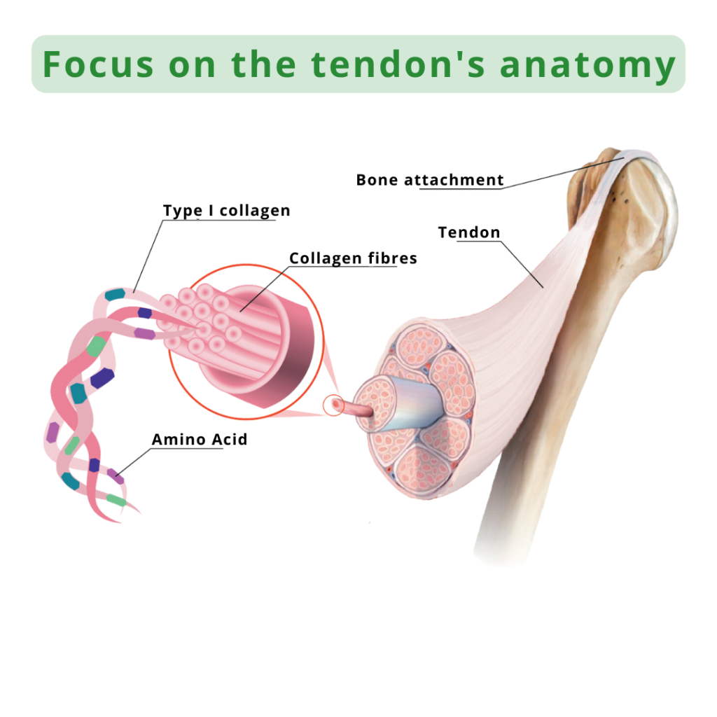 Anatomy showing the tendon anatomy
