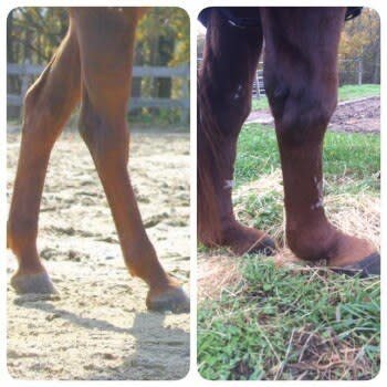 Horses legs with DSDL