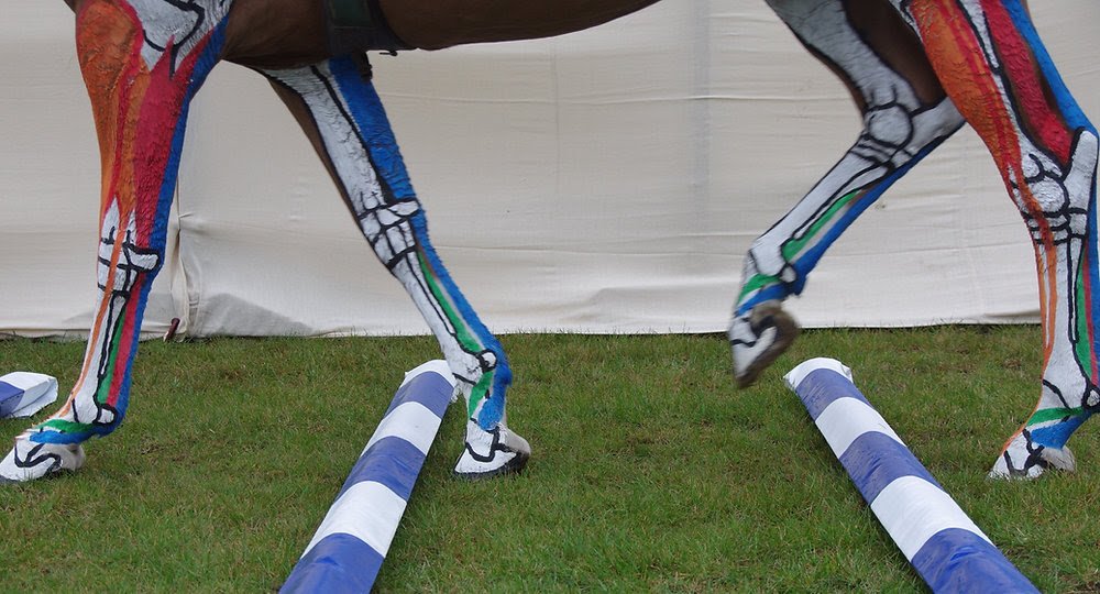 Horse walking over showjumping poles showing skeleton of horse