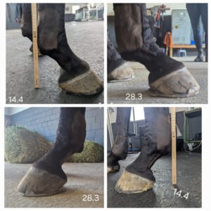 Degenerative Suspensory Ligament Desmitis (DSLD)