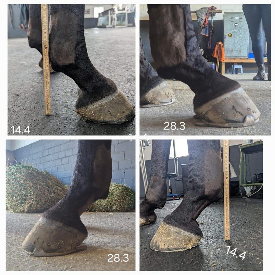 Degenerative Suspensory Ligament Desmitis (DSLD)