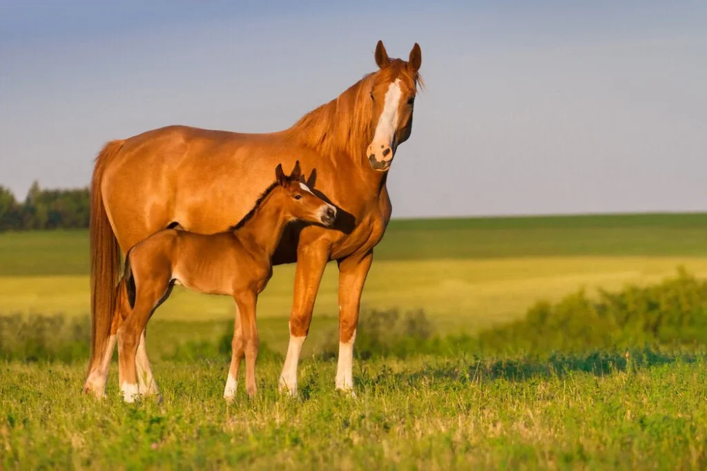 The Role of the TendonPro DSS in Breeding
