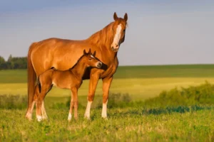 The Role of the TendonPro DSS in Breeding