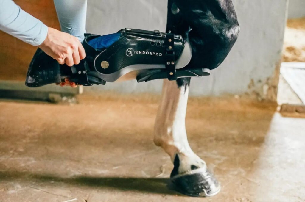 Horse bending its leg wearing the TendonPro DSS