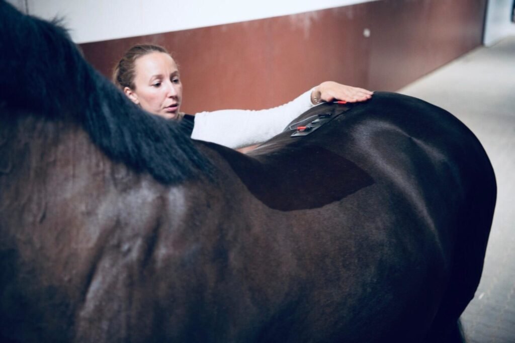 Electrotherapy pads on a horse’s back