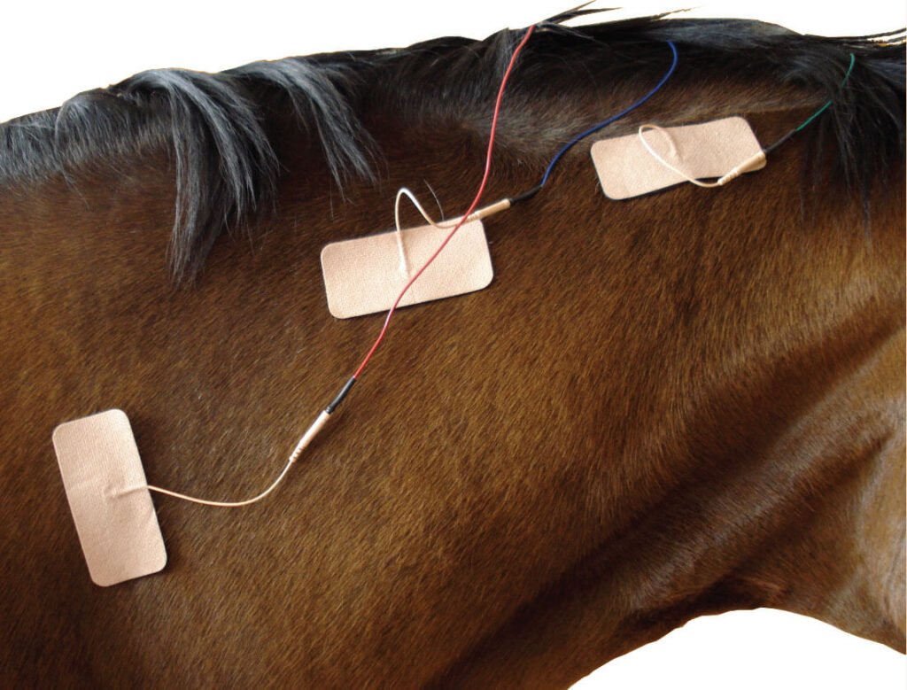 Electrotherapy electrodes placed on a horse