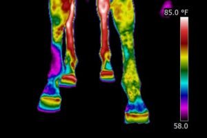 Infrared thermography image of a horse’s lower limbs